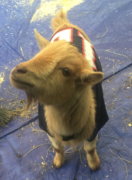 Superbowl goat party